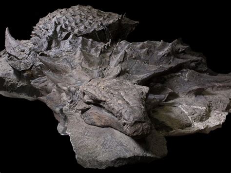 'Dinosaur mummy': Researchers believe they've found one of the best ...