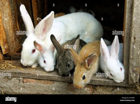 Bunny Rabbits family Stock Photo - Alamy