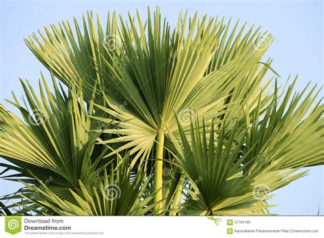 Palmyra Palm Leaves at the Top Stock Image - Image of trees, industries: 57781195