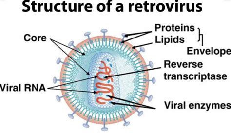 The Structure Of A Retrovirus : r/Virology