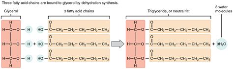 Organic Compounds Essential to Human Functioning · Anatomy and Physiology