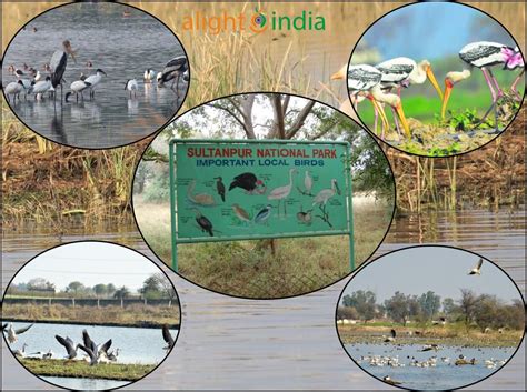 Sultanpur National Park: Where Nature and Serenity Converge | AlightIndia