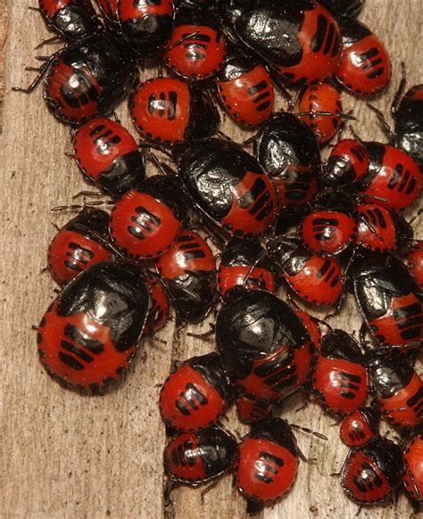 Red and Black Bug Nymphs – White Margined Burrower Bugs | The Backyard Arthropod Project