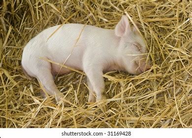 Piglet Sleeping Images: Browse 6,142 Stock Photos & Vectors Free Download with Trial | Shutterstock