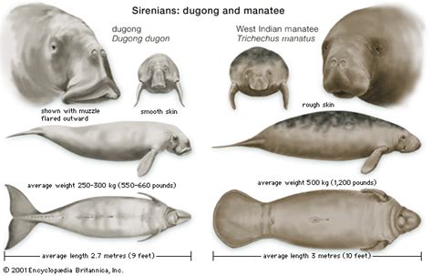 Dugong vs Manatee | Under the Sea | Pinterest | Manatee, Animal and Creatures