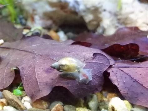 Are these two snails the same species?? : r/AquaticSnails