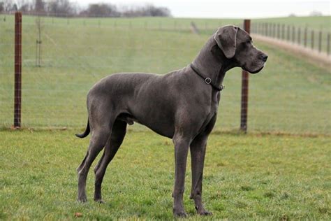 Daniff (Great Dane and Mastiff Mix)