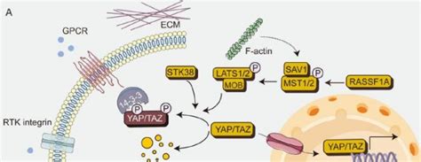 Hippo_pathway_Schematics_diagram - AnyGenes