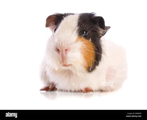 Black and white guinea pig Cut Out Stock Images & Pictures - Alamy