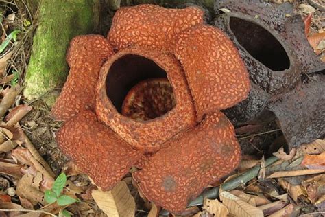 Tambunan Rafflesia Reserve (Kota Kinabalu, Malaysia): Top Tips Before ...