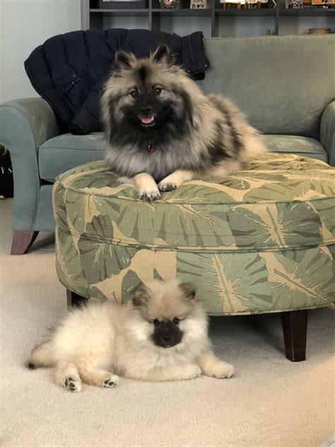 Keeshond Small Puppies, Cute Puppies, Dogs And Puppies, Puppy Safe, Pet Puppy, Cute Dogs Breeds ...