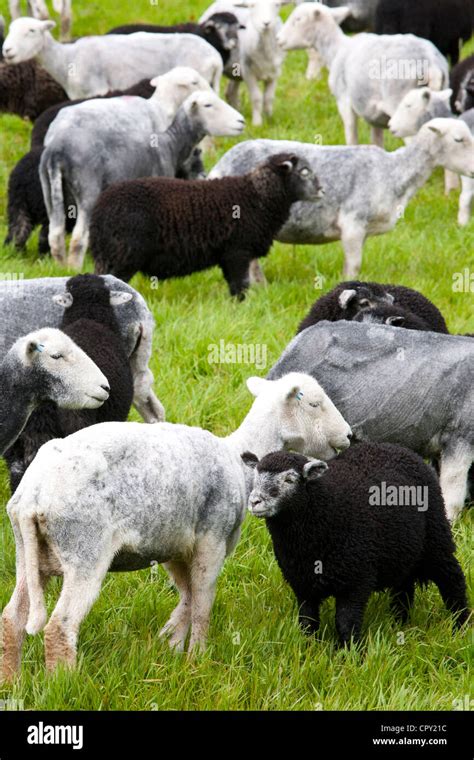 Herdwick sheep hi-res stock photography and images - Alamy