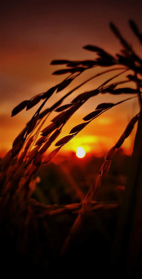 Farmer, farming, field, food, paddy, rice, sun, sunset, HD phone ...