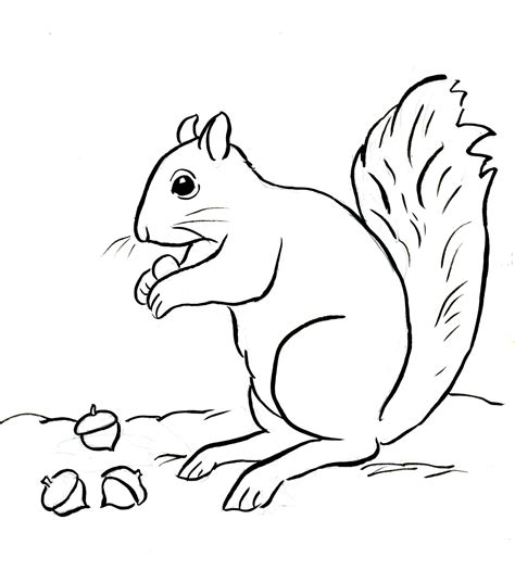 Printable Squirrel Coloring Page