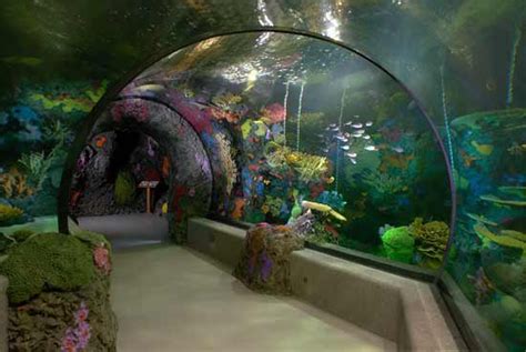 Family Friendly Activities: Virginia Beach Aquarium | Military Town Advisor