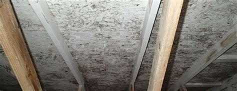 Attic Mold Removal & Remediation| Scams vs Science - Environix