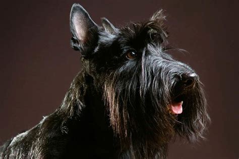 6 Dog Breeds with Beards – American Kennel Club