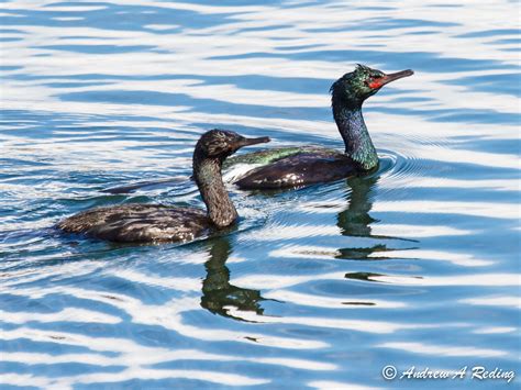 Pelagic Cormorant