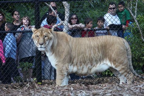 I Saw A Liger At Jungle Island, Miami