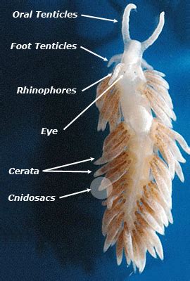 Berghia Nudibranch - The Natural Choice for Aiptasia Control