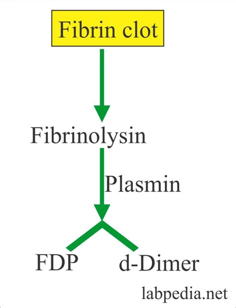 Fdp Blood Test / Https Shop Hytest Fi Spree Products 3648 D Dimer ...