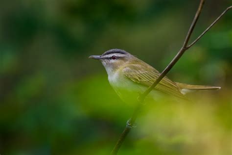 Red-eyed Vireo | Backcountry Gallery Photography Forums