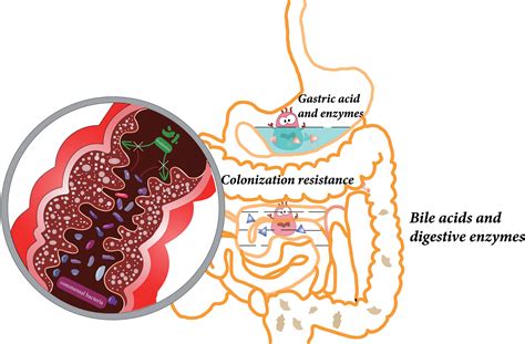 Frontiers | Probiotic Gastrointestinal Transit and Colonization After ...