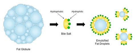 The role of bile in fat digestion and utilisation in poultry - All About Feed