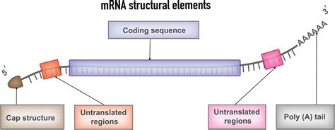 Frontiers | mRNA vaccines for cancer immunotherapy