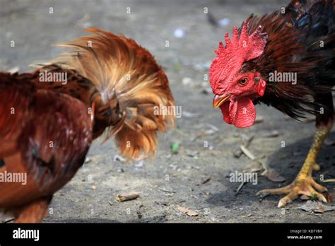 Fighting Hen High Resolution Stock Photography and Images - Alamy