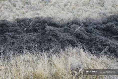 John Day Fossil Beds — outdoors, grey - Stock Photo | #142437161