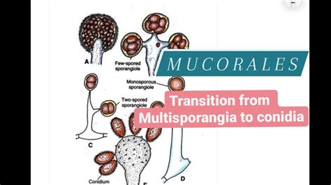 Transition from multisporangia to conidia in Mucorales | Diagram | Easy notes - YouTube