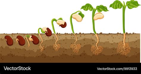 Seed growing into tree Royalty Free Vector Image