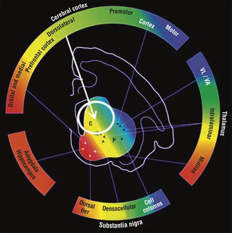 Increased Synaptic Dopamine Function in Associative Regions of the ...