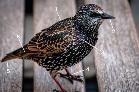 Identify a Breeding European Starling