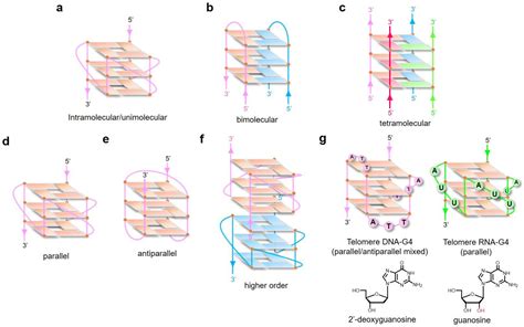 IJMS | Free Full-Text | Perspectives for Applying G-Quadruplex ...