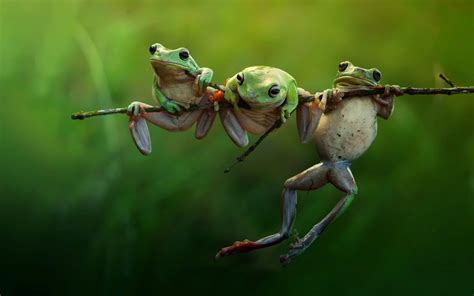 Aesthetic Frog Wallpaper Laptop, 70s Aesthetic Laptop Wallpapers - Wallpaper Cave, Follow the ...