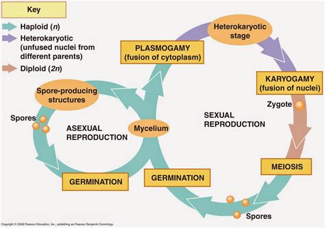 Odd Organisms: Fungi Life Cycle