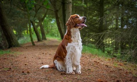 Welsh Springer Spaniel: Characteristics, Care & Photos | BeChewy