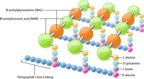 Peptidoglycan is a polymer of millions of N-acetylglucosamine (NAG) and N-acetylmuramic acid ...