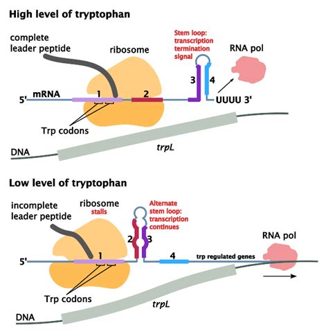 5.13C: Regulation by Biosynthetic Enzymes - Biology LibreTexts