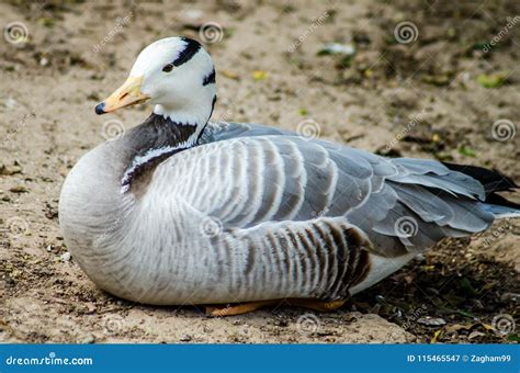 Bar-Headed Goose - World`s Highest Flying Bird Stock Image - Image of ...