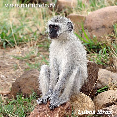 Chlorocebus pygerythrus Pictures, Vervet Monkey Images, Nature Wildlife ...