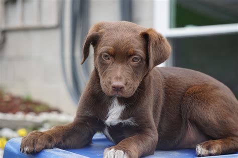 Australian Shepherd/Chocolate Lab Mix For Sale Baltic OH Female Chocol ...