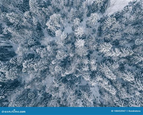 Aerial View of Winter Forest Covered in Snow and Frost. Stock Image ...