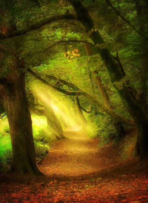 Woods by Kris Bell on 500px ) | Beautiful tree, Forest path, Paths