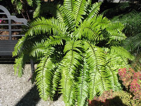 nephrolepis biserrata macho fern - Google Search | コテージ