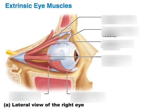 extrinsic eye muscles Diagram | Quizlet