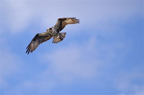 The Vineyard Gazette - Martha's Vineyard News | Osprey Nest in Record Numbers This Year