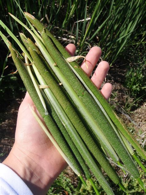 Wild About - Cattail Flowers